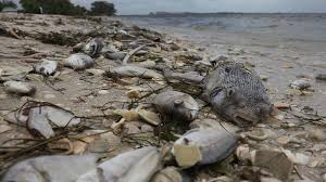 Punalevän myrkyttämiä kuolleita kaloja on kerätty kesän ja syksyn aikana valtavia määriä Meksikonlahden puolella. Viime viikkoina "red tide" on levinnyt myös Atlantin rannikolle ja sulkenut kymmeniä uimarantoja.