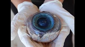Rantahietokolta Floridasta löytynyt valtava silmämuna askarruttaa tutkijoita.